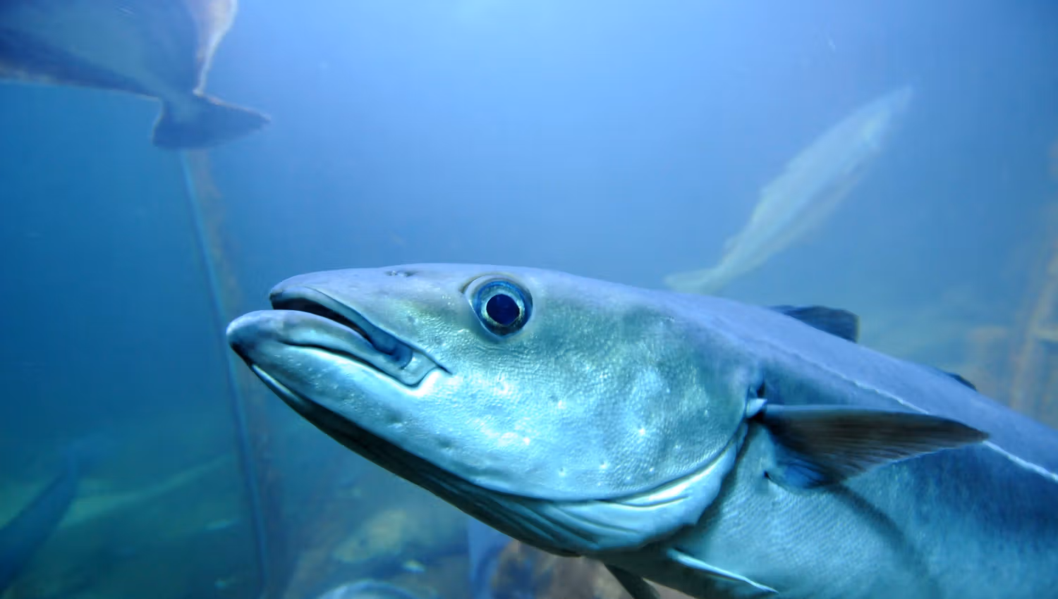 Risør Akvarium fisk