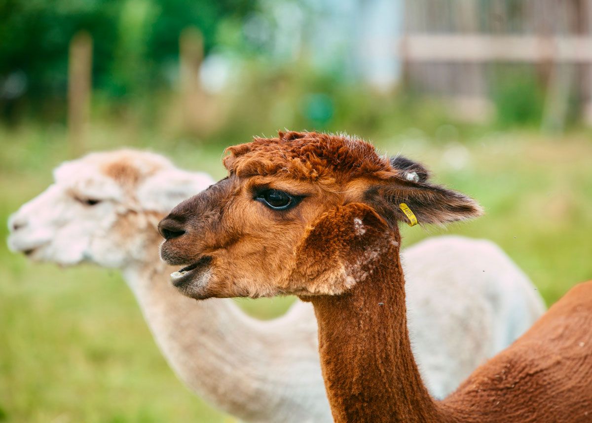 Alpaca at Svenseid Alpaca in Lunde