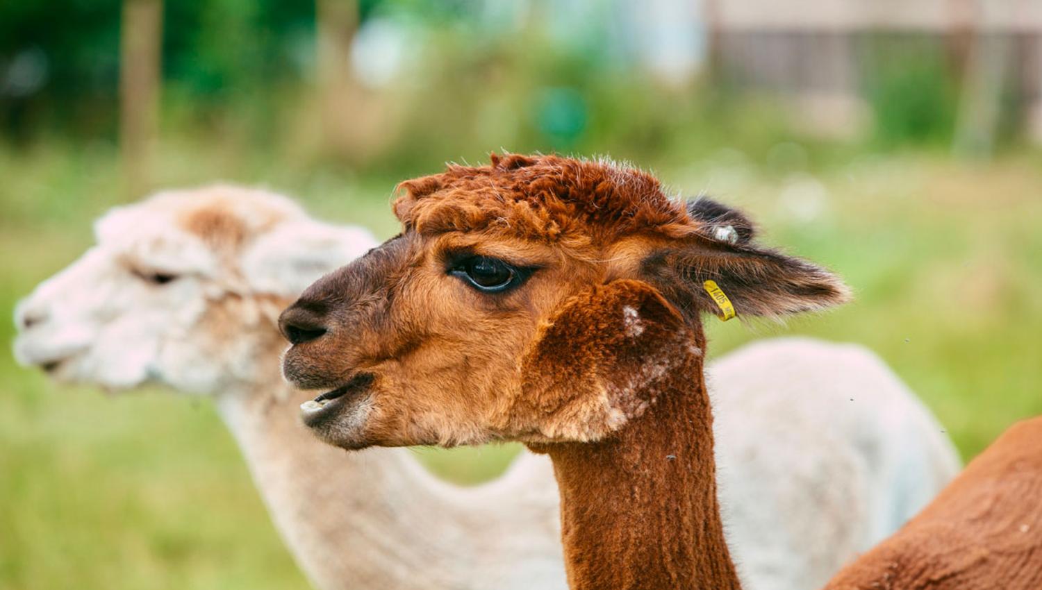 Alpaca at Svenseid Alpaca in Lunde