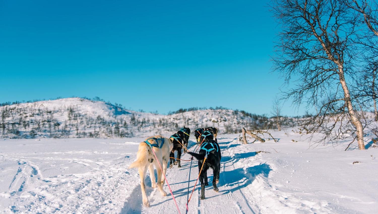 på tur med Haukeli Husky