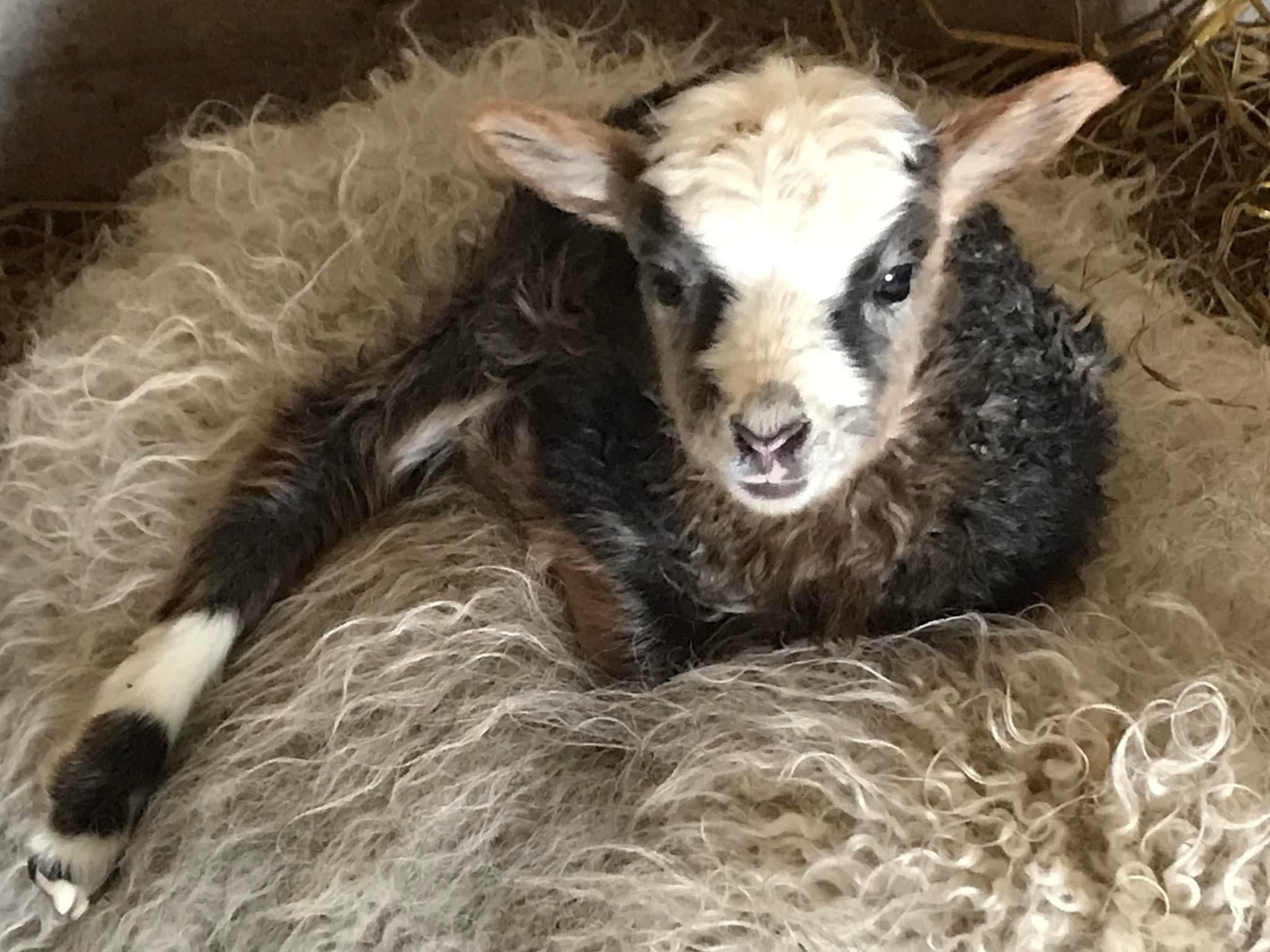 A little lamb