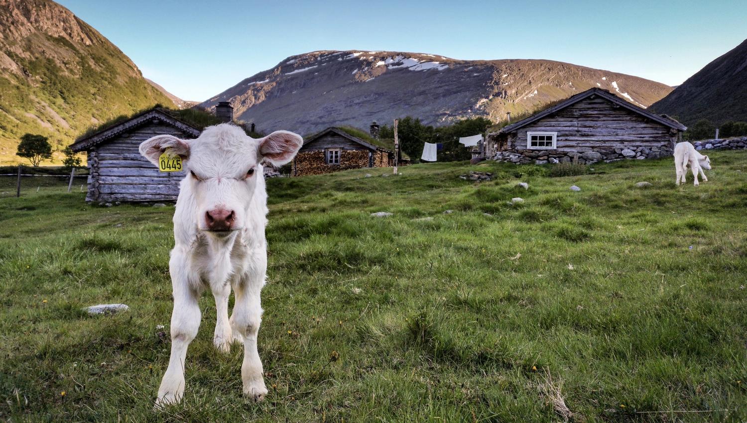 Inner Gammelsetra summer farm