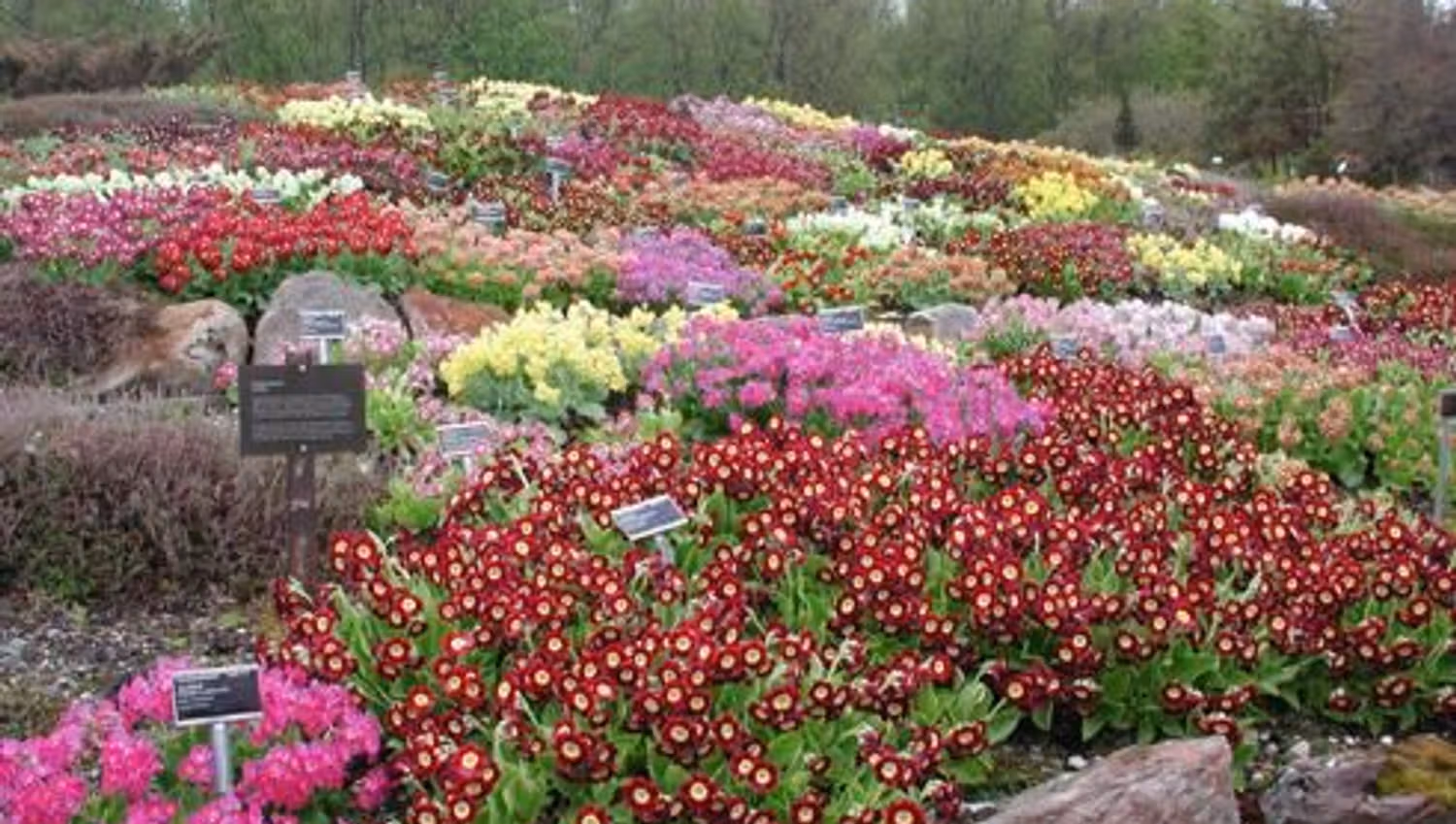 Tromsø Arctic-Alpine Botanical Garden