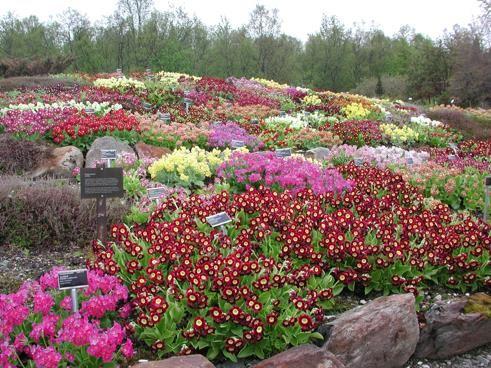 Tromsø arktisk-alpine botanisk hage