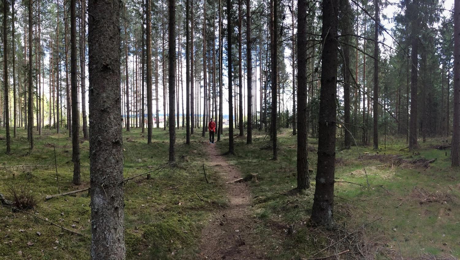 Ilsengstiene 4