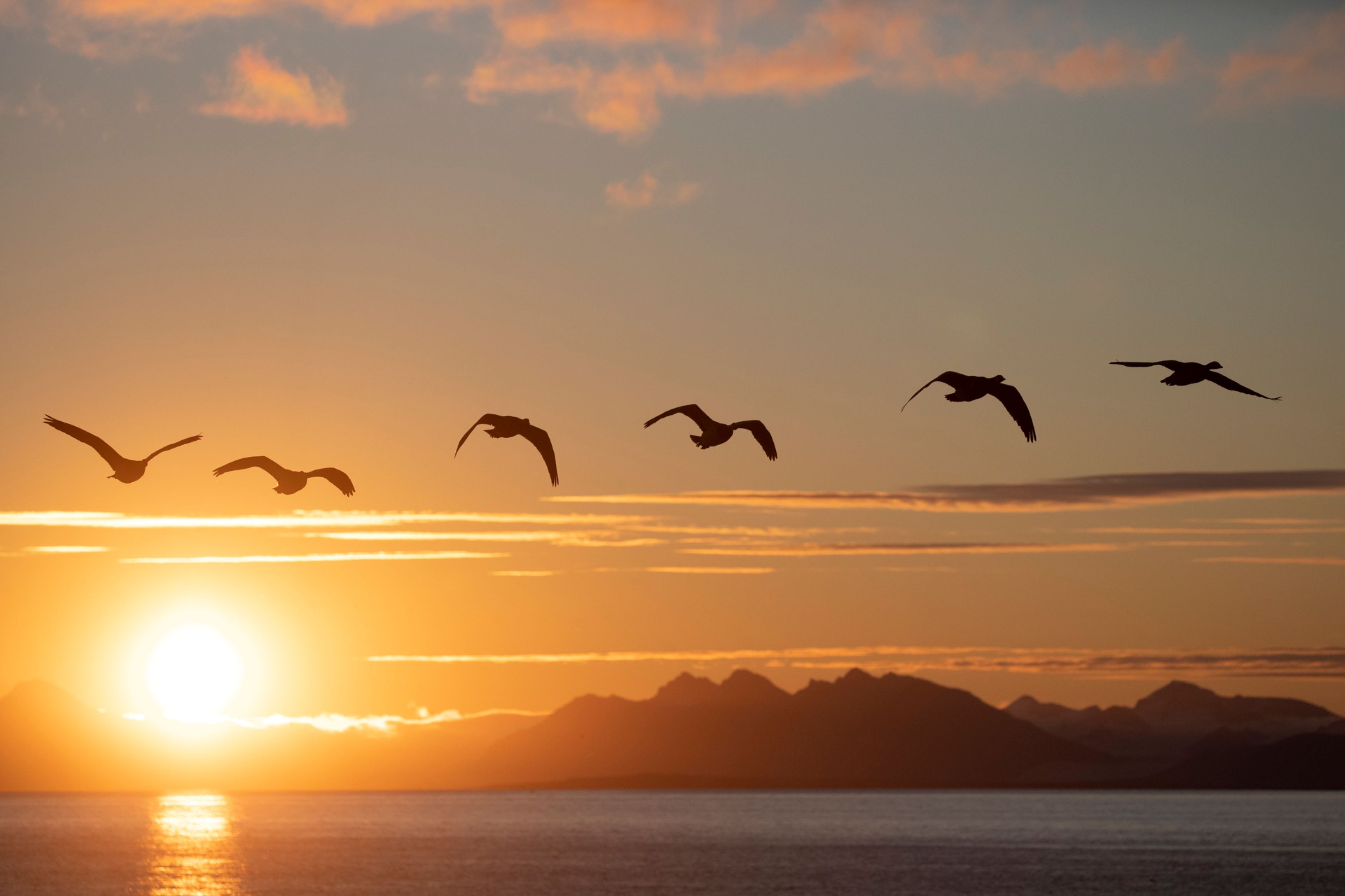 Fugler flyr over havet foran midnattssol