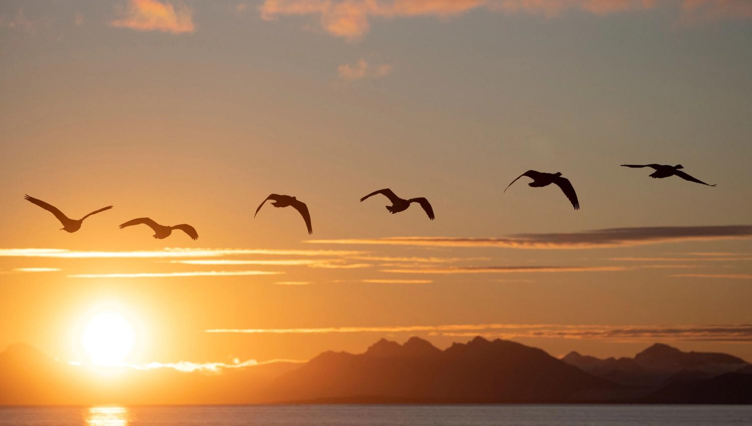 Fugler flyr over havet foran midnattssol