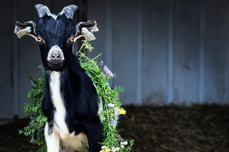 Geit med små blomster over seg