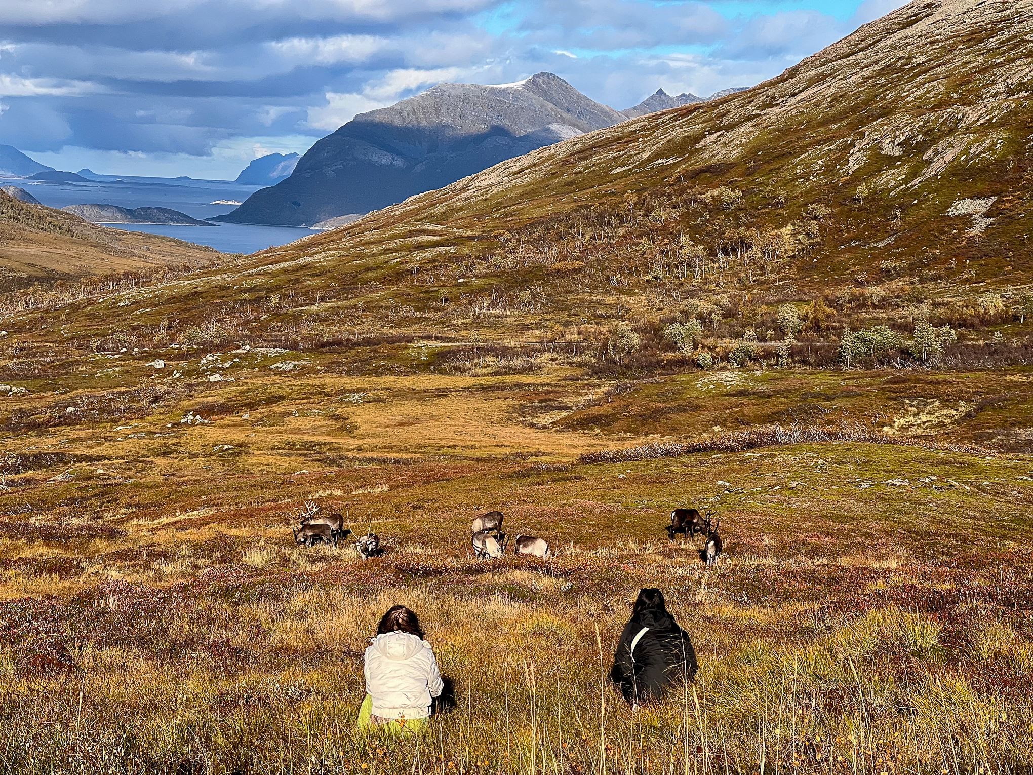 Reindeer in the distance