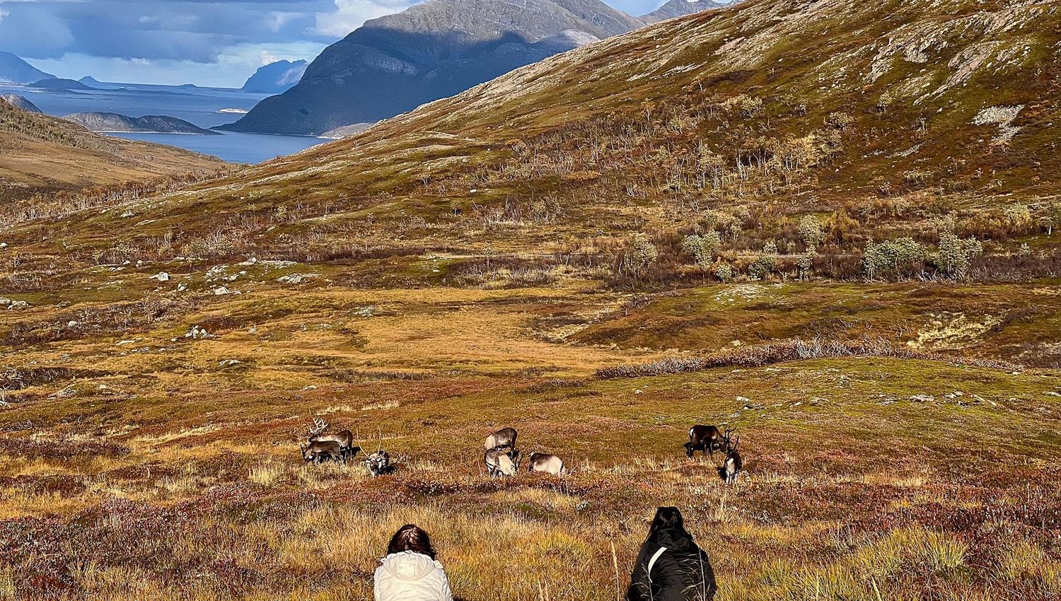 Reindeer in the distance