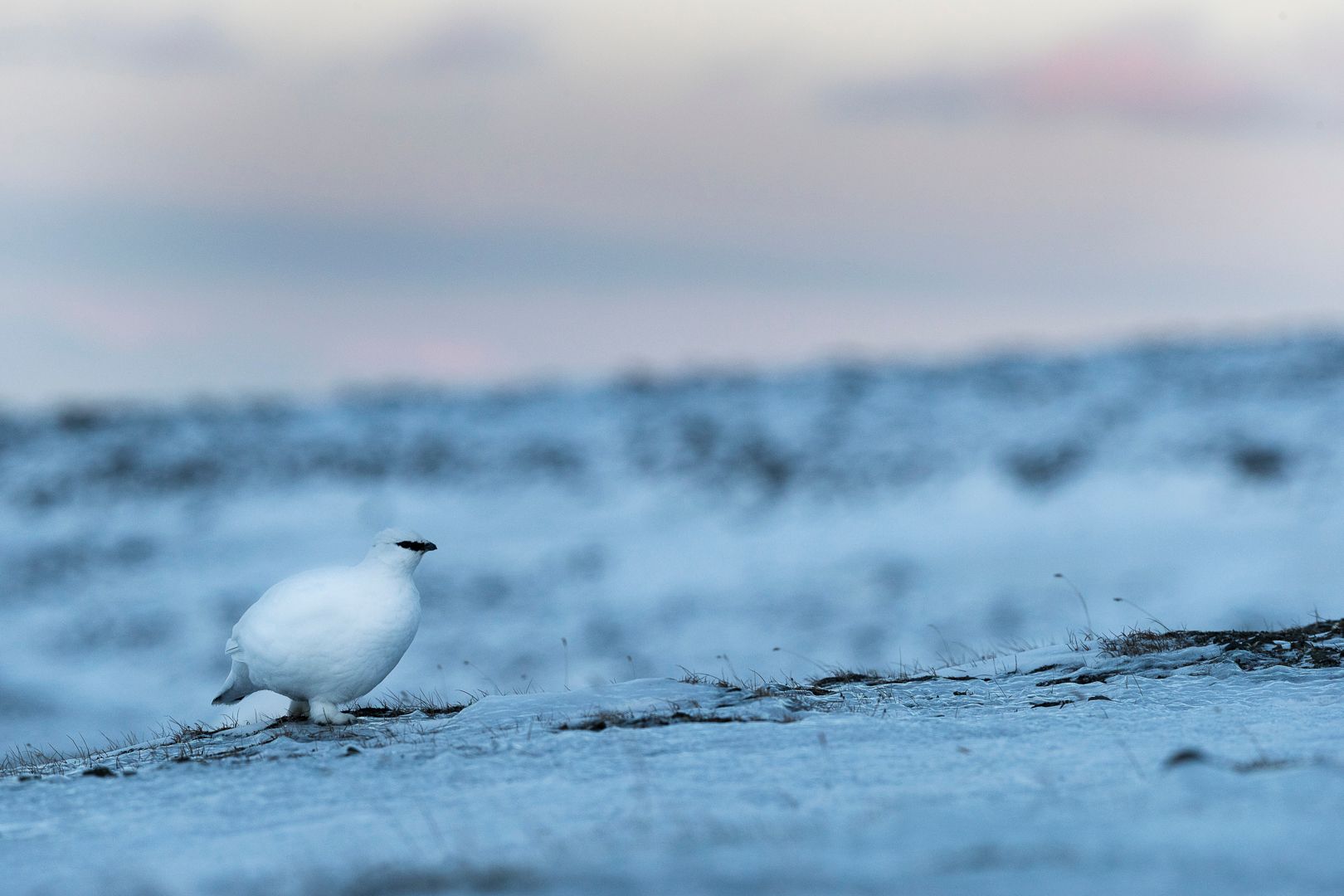 Ptarmigan in wintercoat, sitting on the snow 