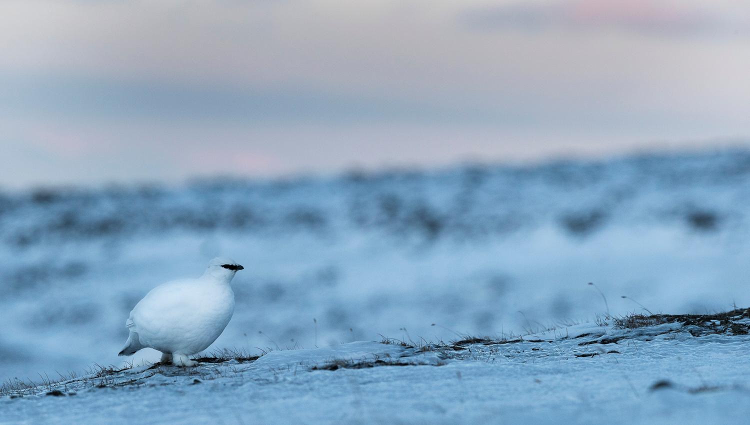Ptarmigan in wintercoat, sitting on the snow