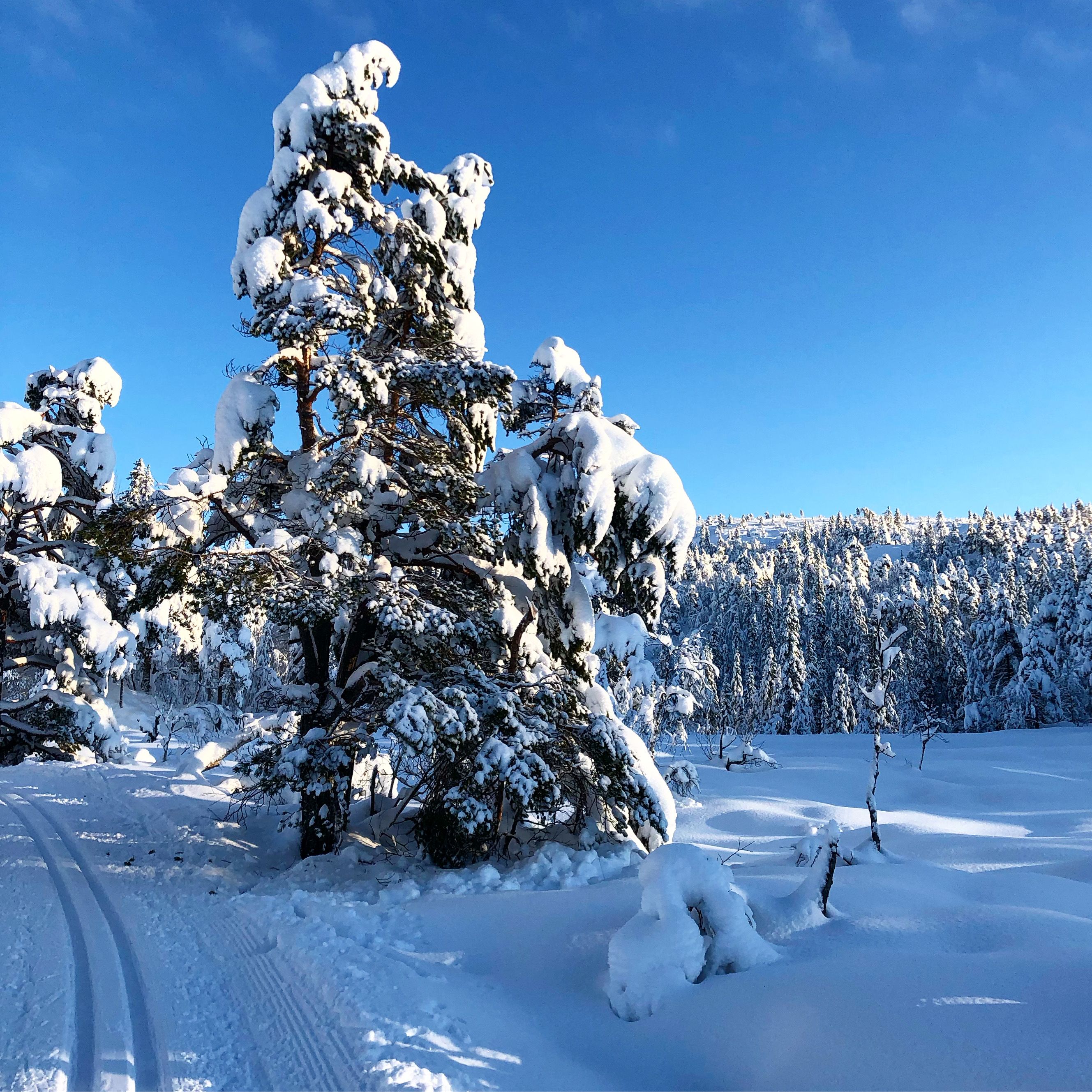 Skiløypene pa° Høga°s