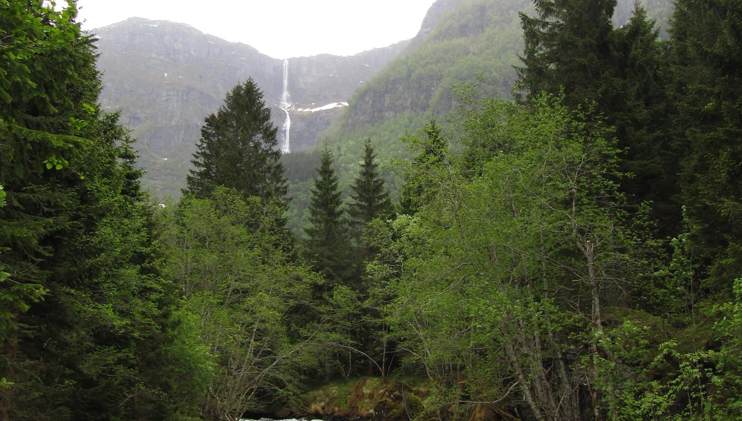Rushing river in Elvedalen, Lofthus, surrounded by lush forest and a distant waterfall.