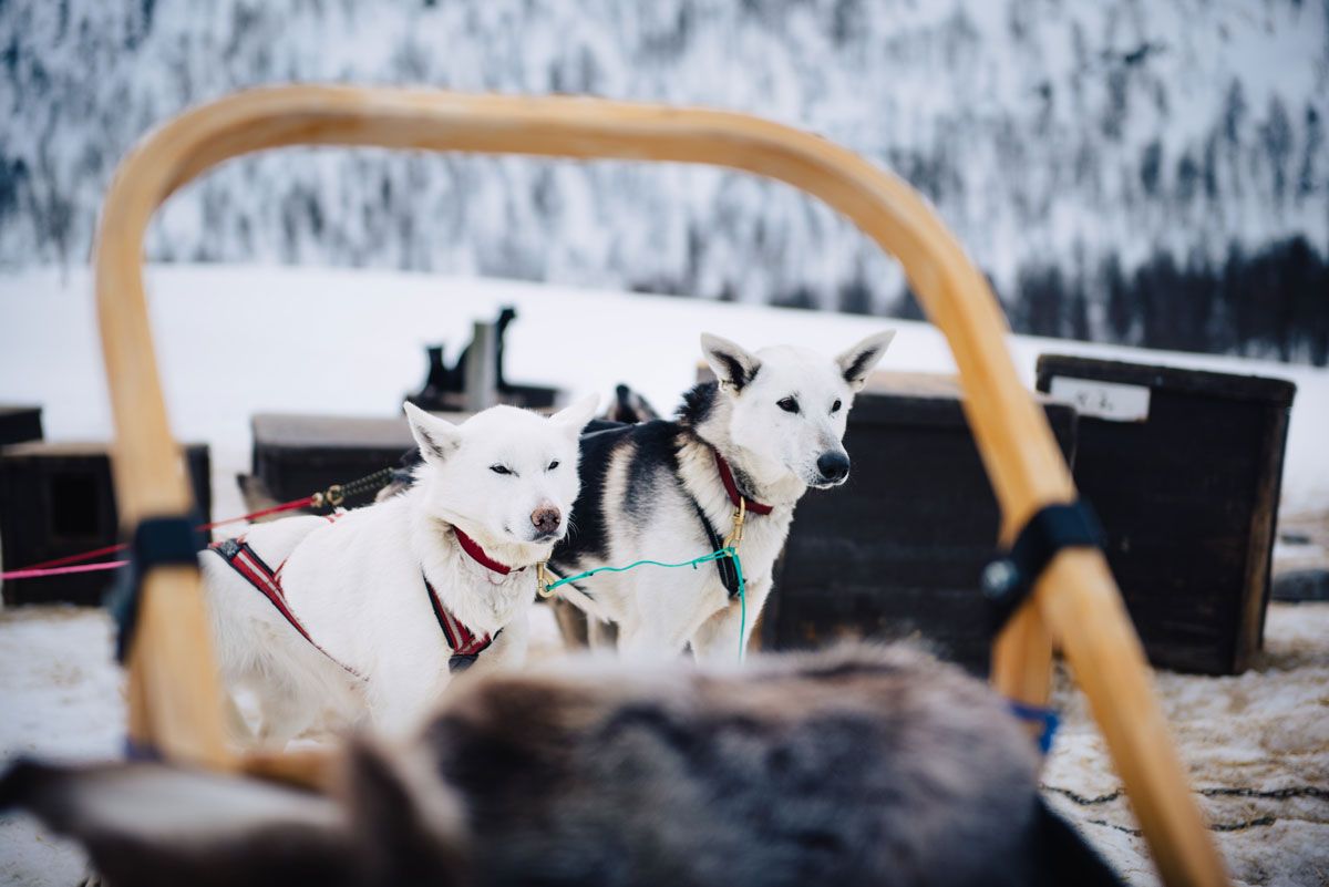 hundene fra Haukeli Husky