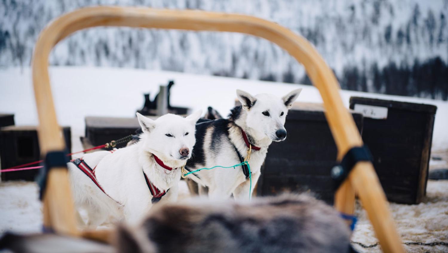 hundene fra Haukeli Husky