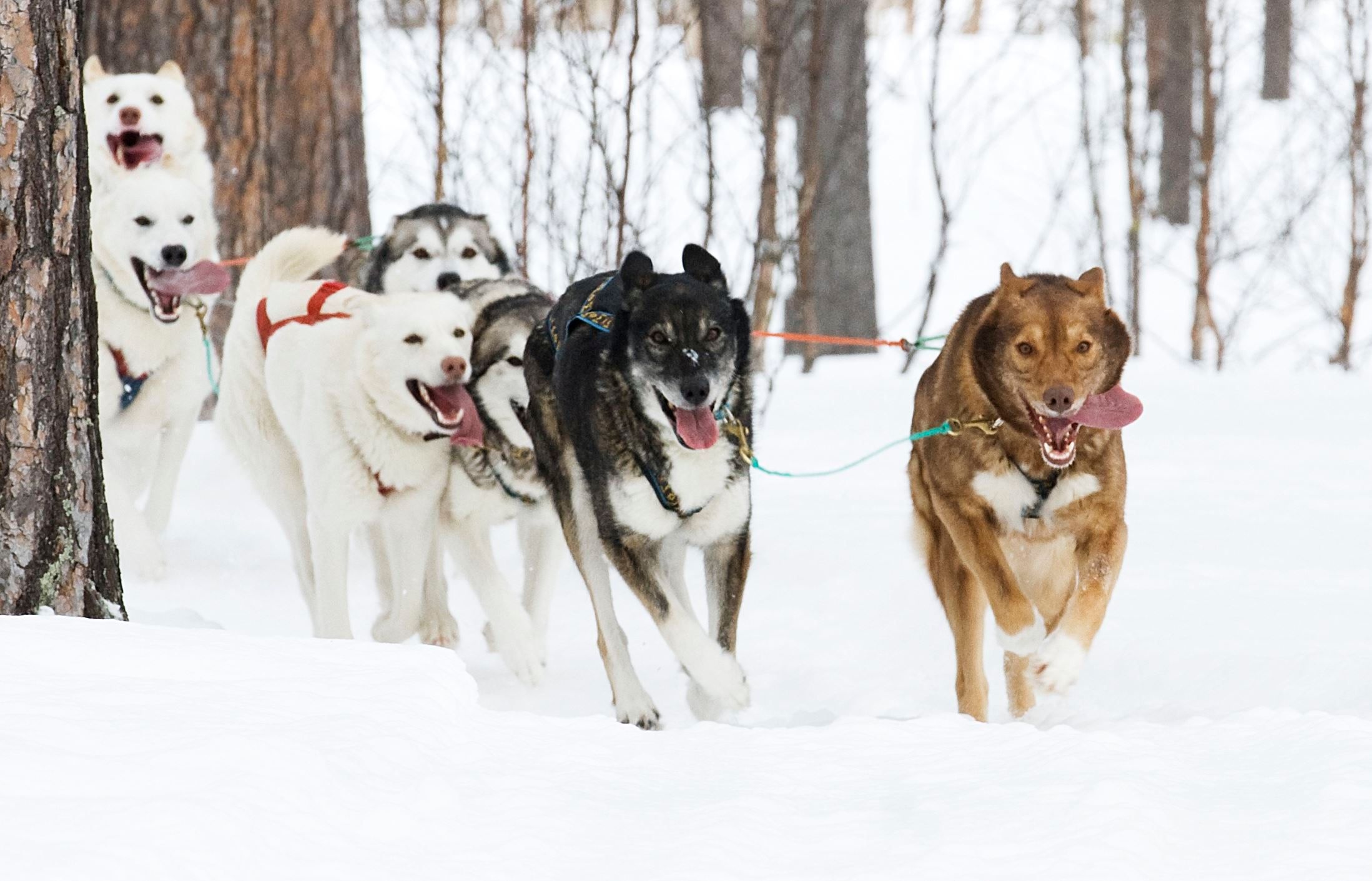 Dog sledding