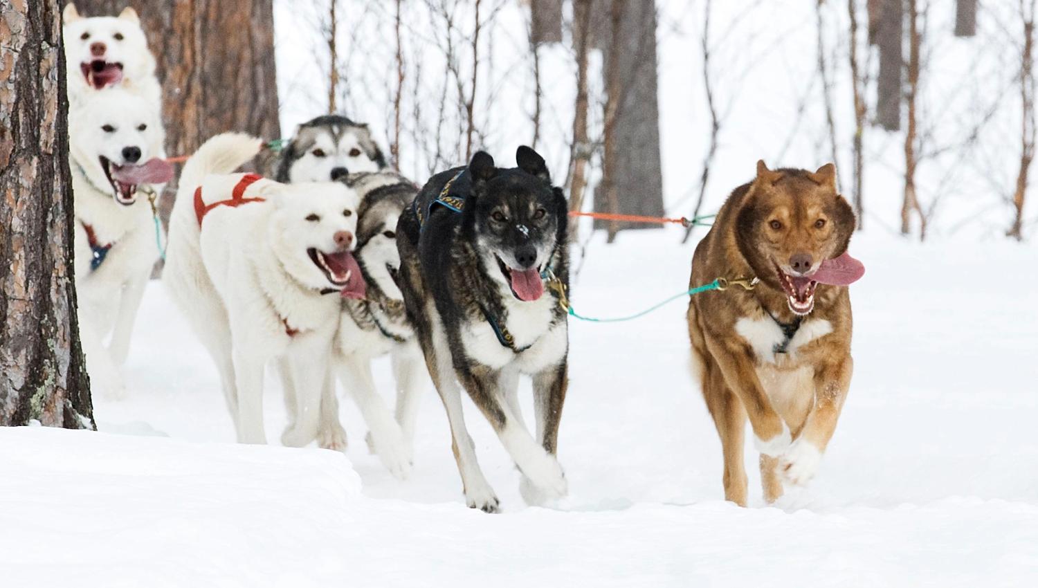 Dog sledding