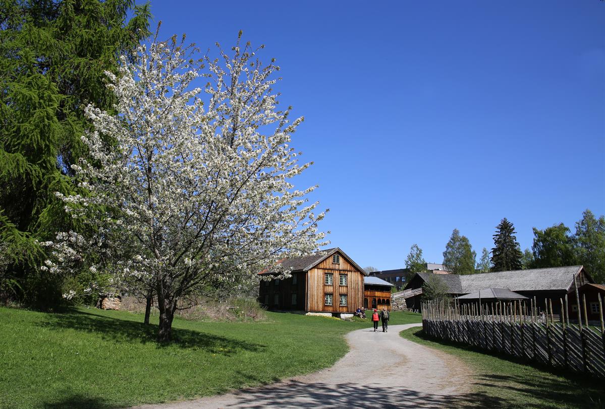 Et tun med trebygninger og en blomstrende vårtre under klar blå himmel.
