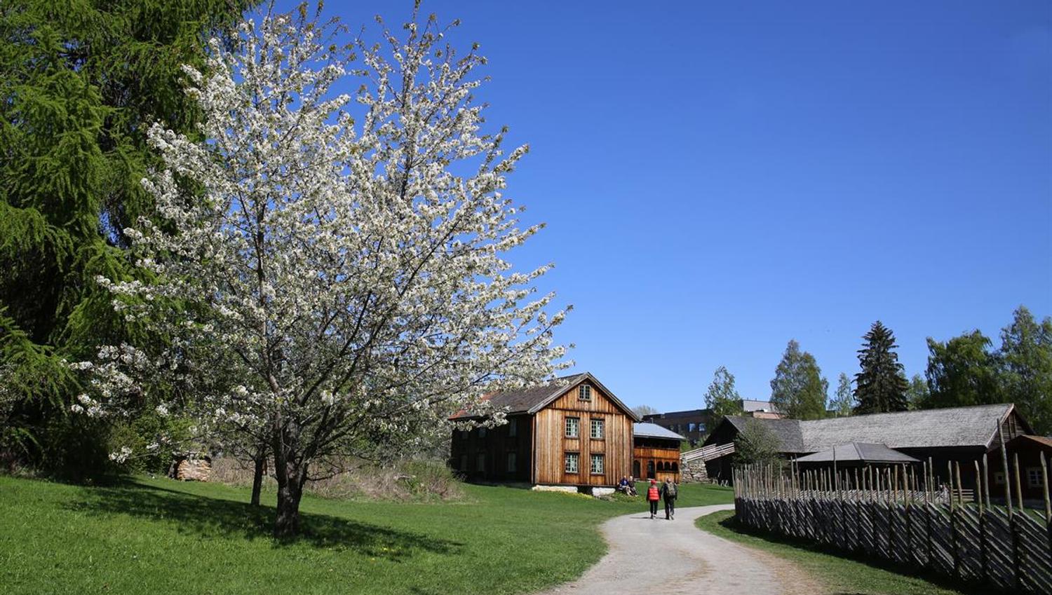 Et tun med trebygninger og en blomstrende vårtre under klar blå himmel.