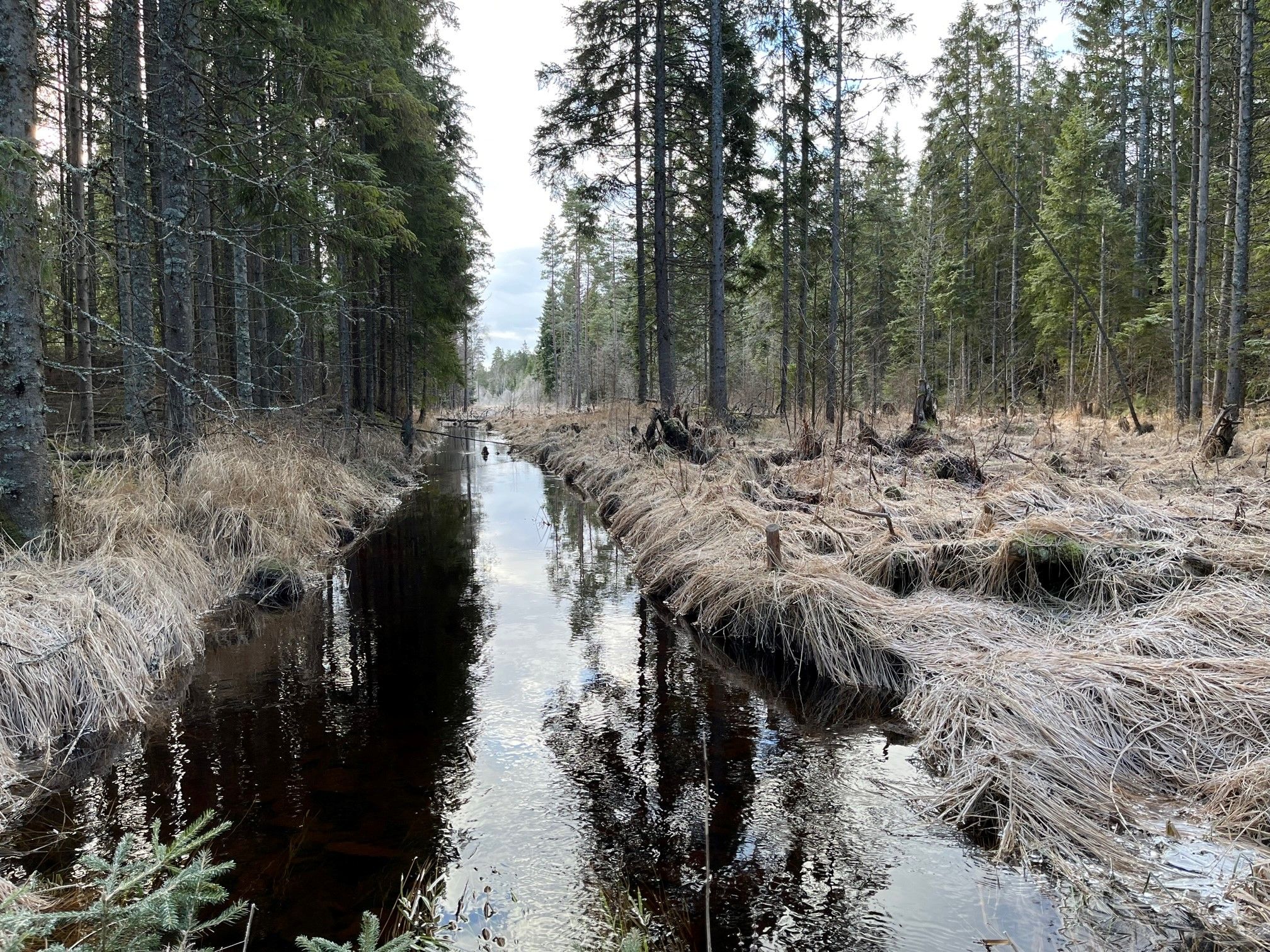 en bekk innover i skogen