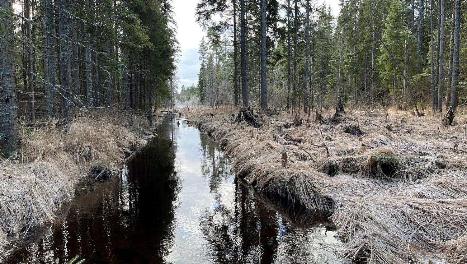 en bekk innover i skogen
