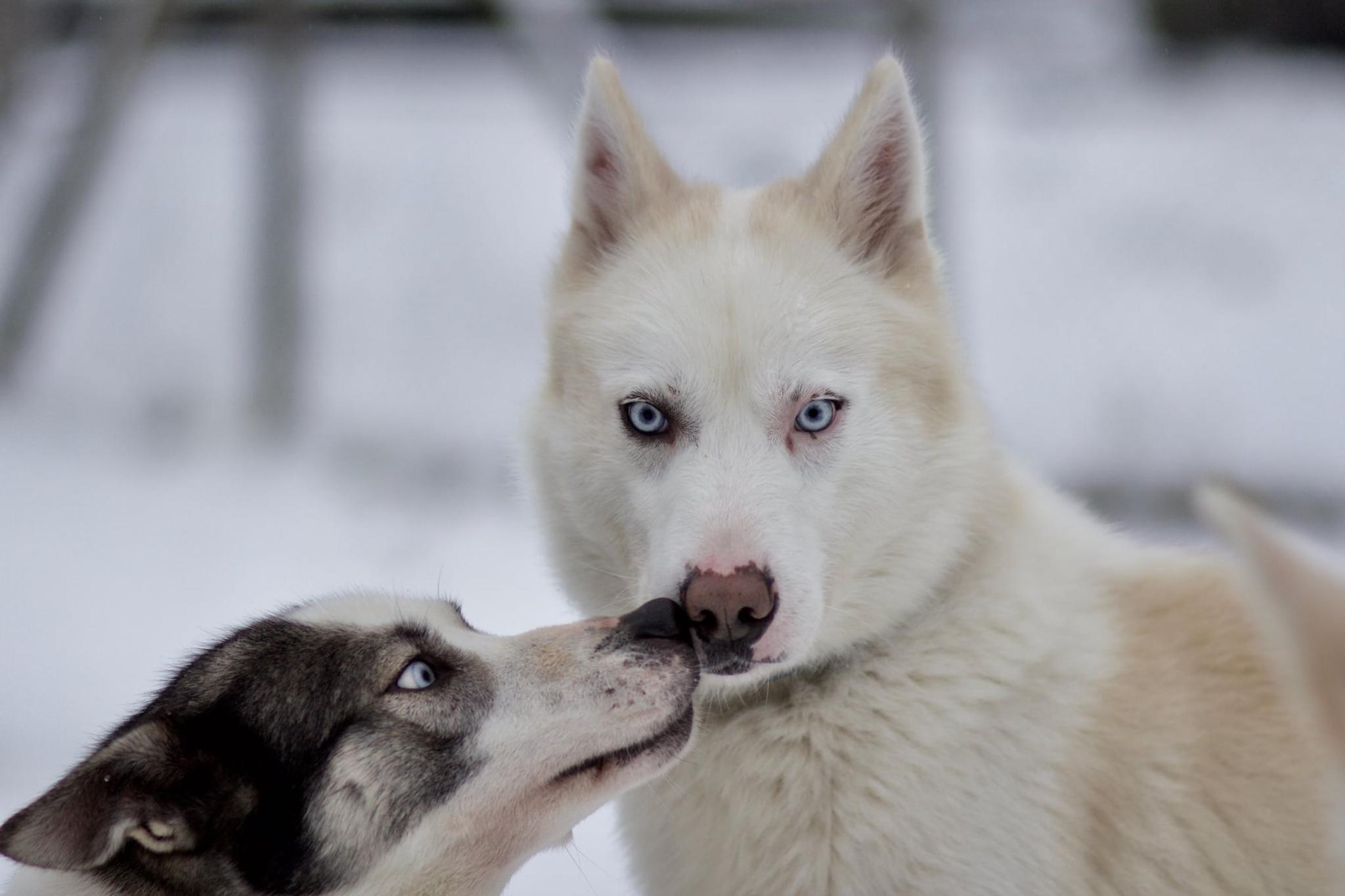 Sirdal Huskyfarm