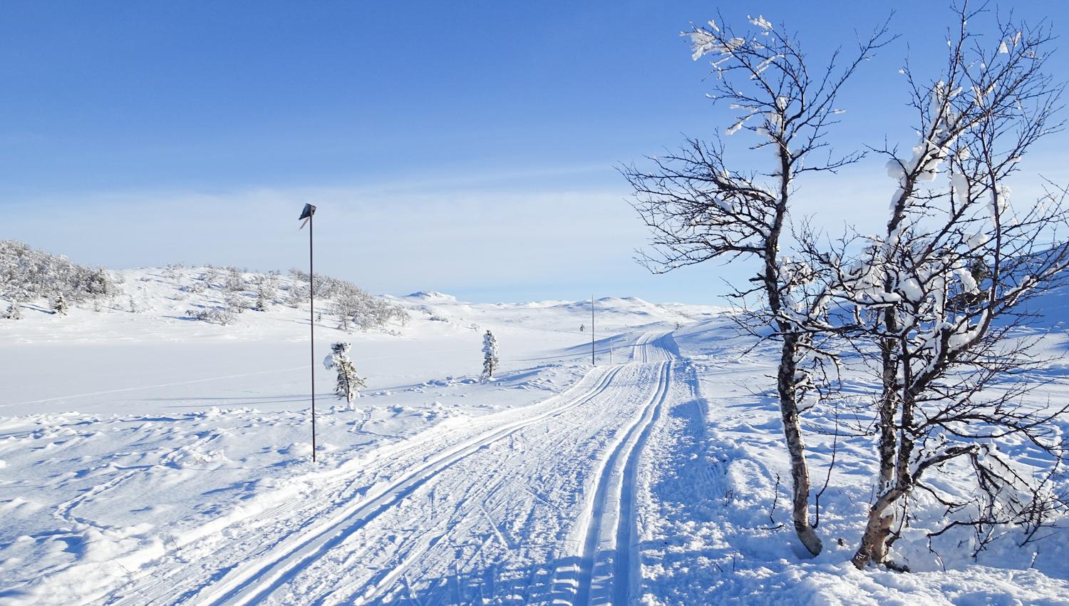 Gulrunden-4