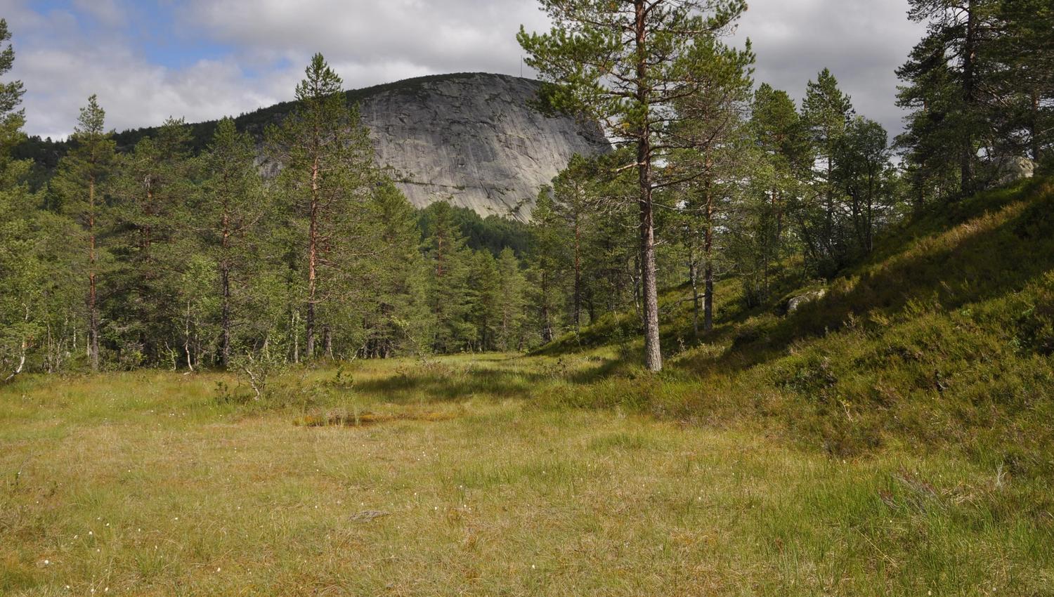 Kvisletoppen