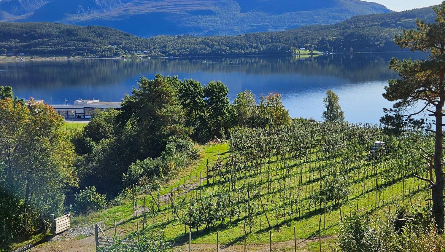 Reina Fruit farm