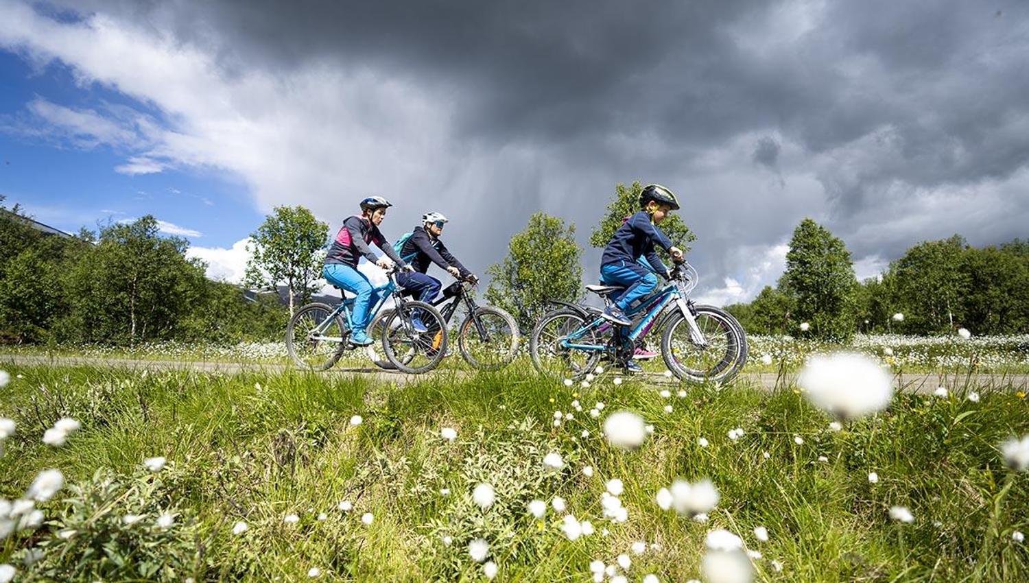A family is cycling along Mjølkevegen. Cottangrass on bloom can be seen in the foreground.