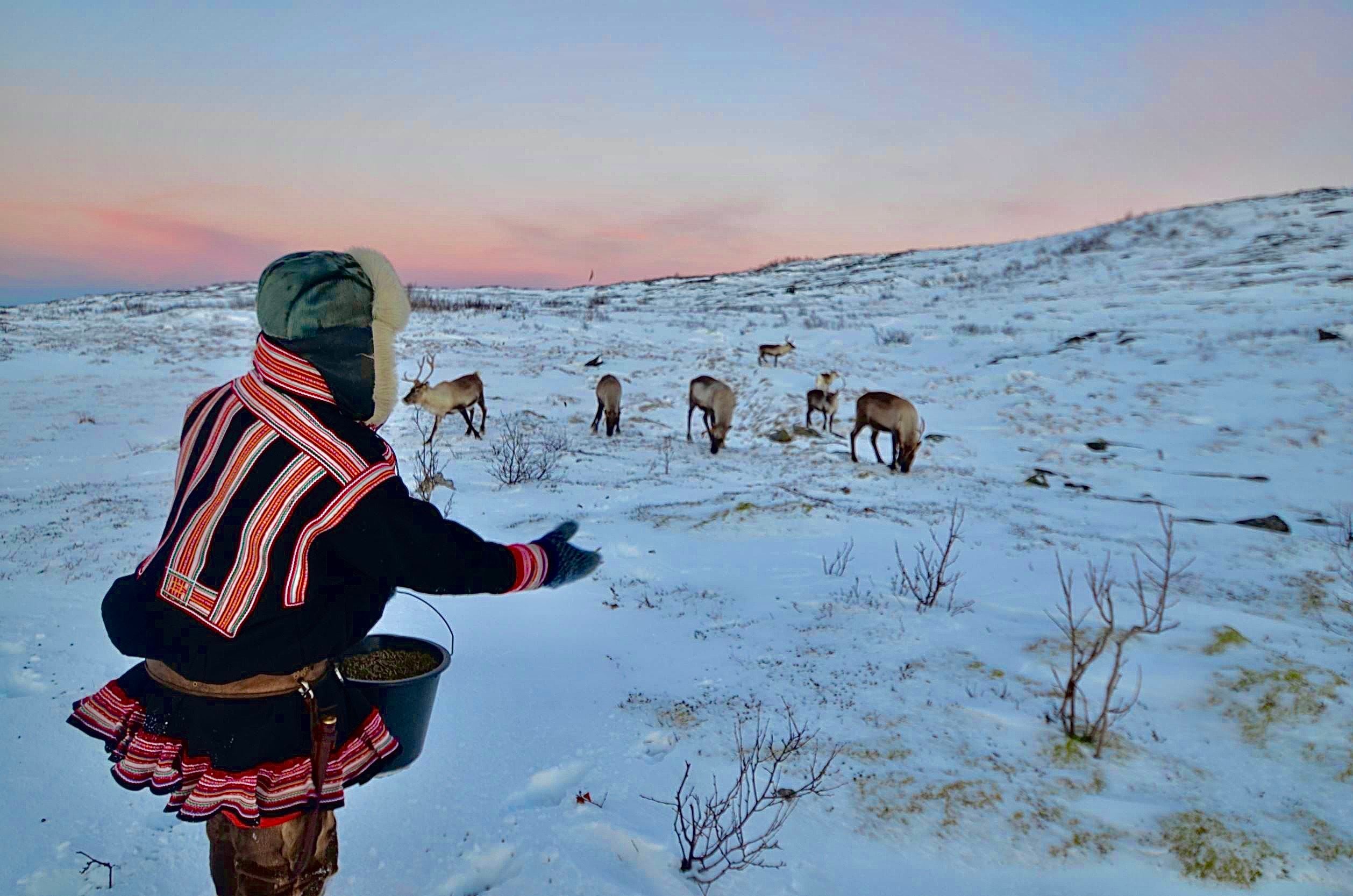 Person in winter clothing feeding reindeer in a snowy landscape at sunrise or sunset