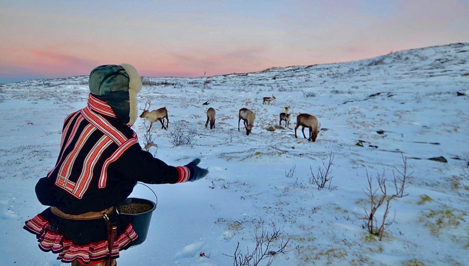 Person in winter clothing feeding reindeer in a snowy landscape at sunrise or sunset