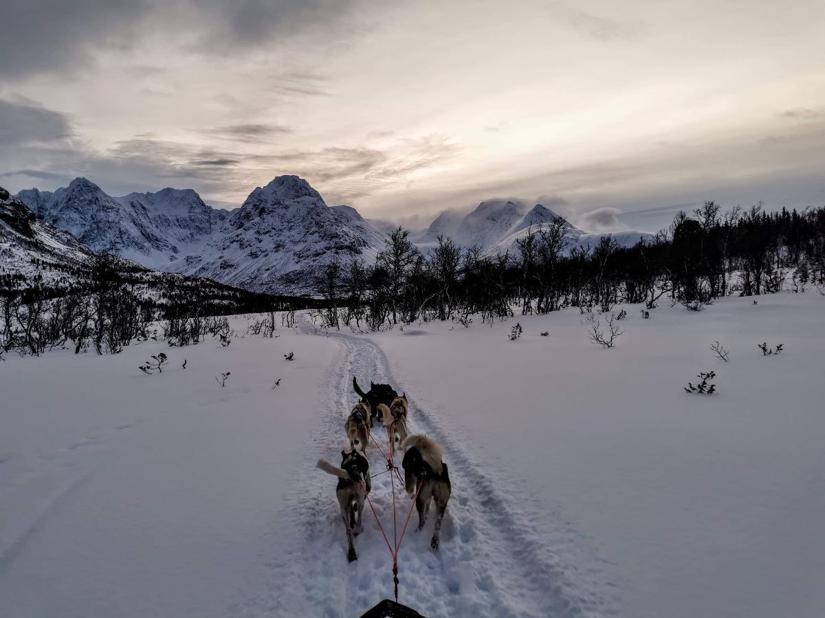 Lyngen Husky Safari