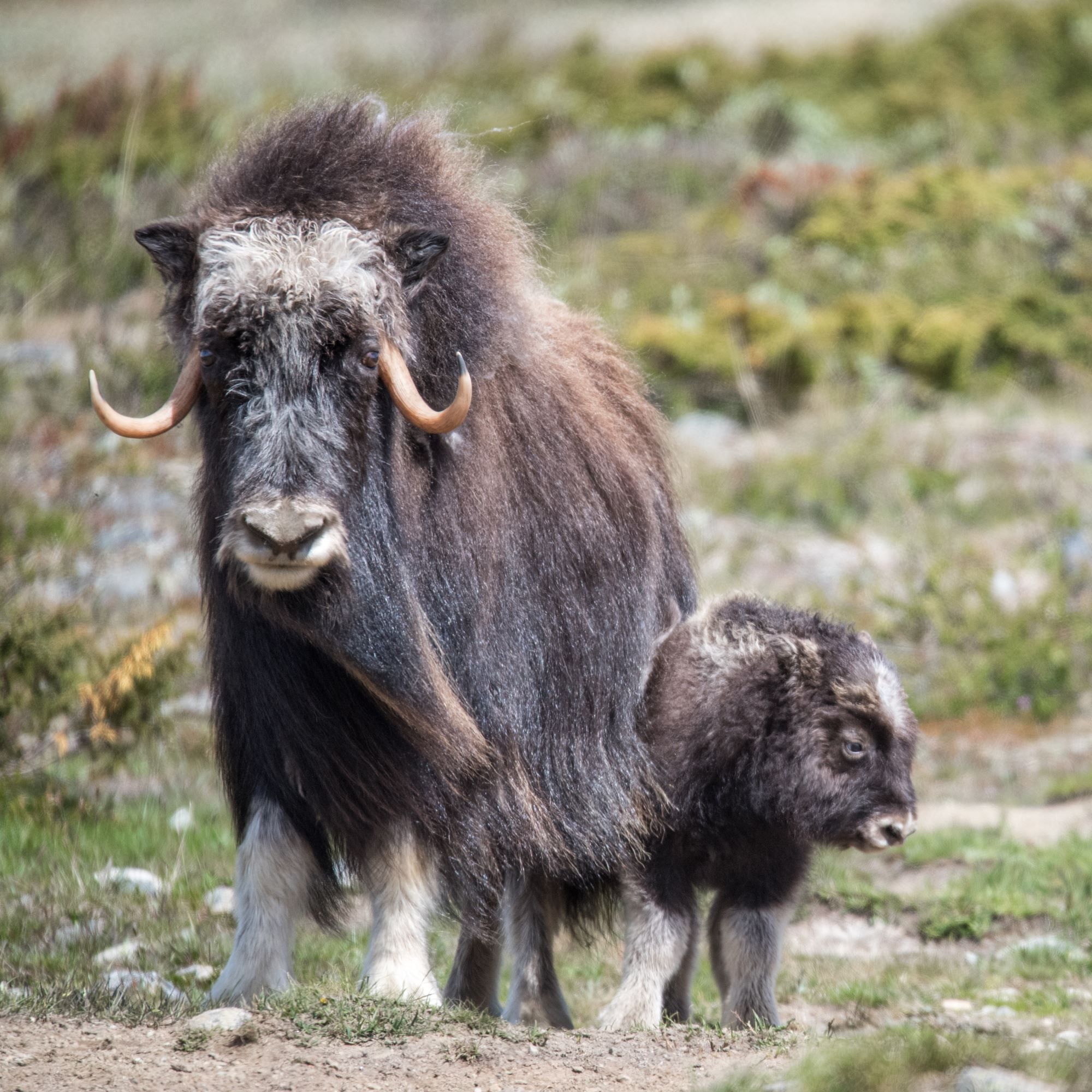 Musk Ox Safari