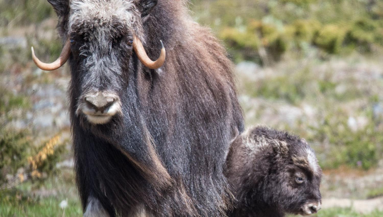 Musk Ox Safari