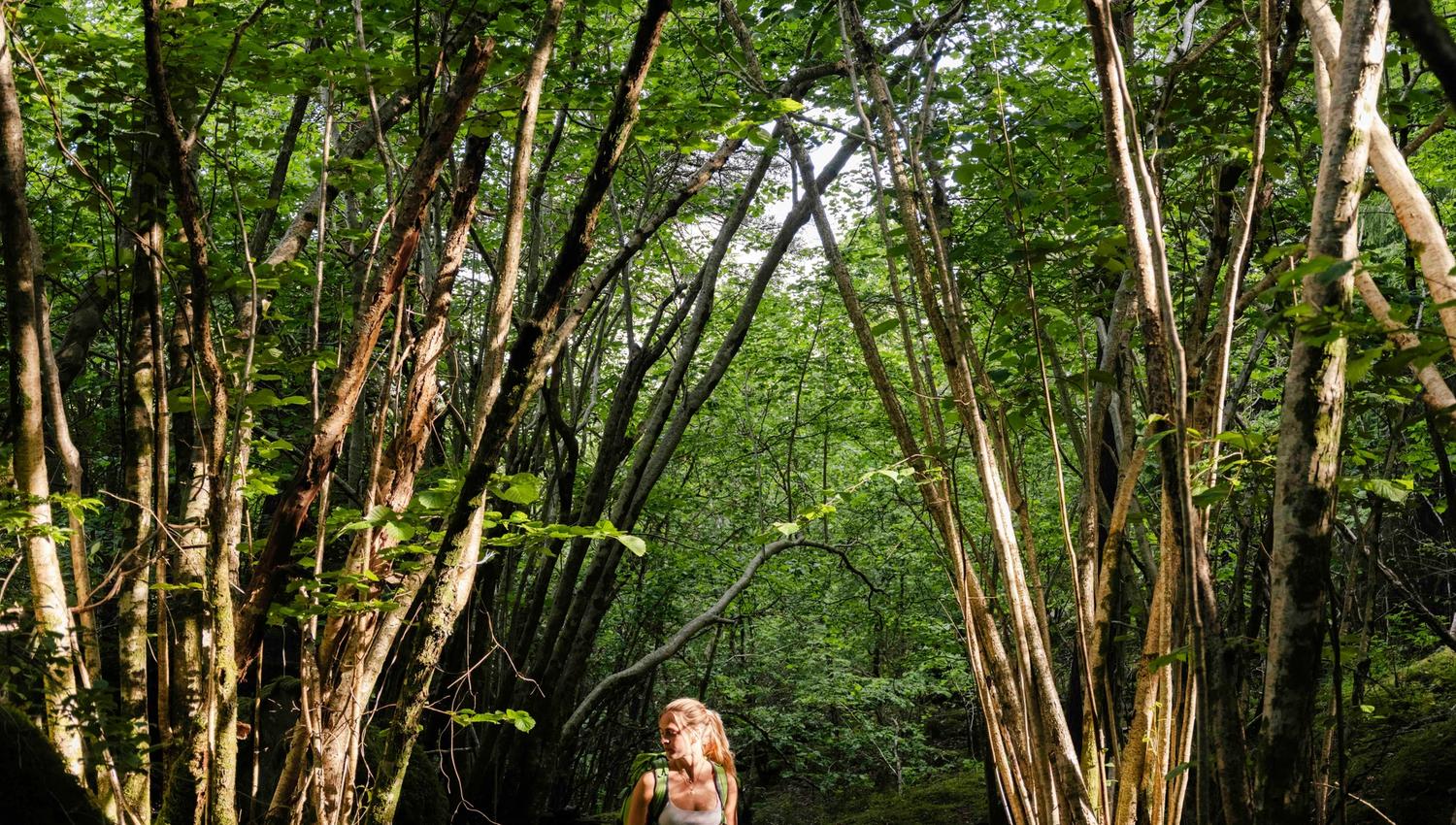 Woman hiking through lush forest landscapes near Stigen Fjordlodge in Hardanger.