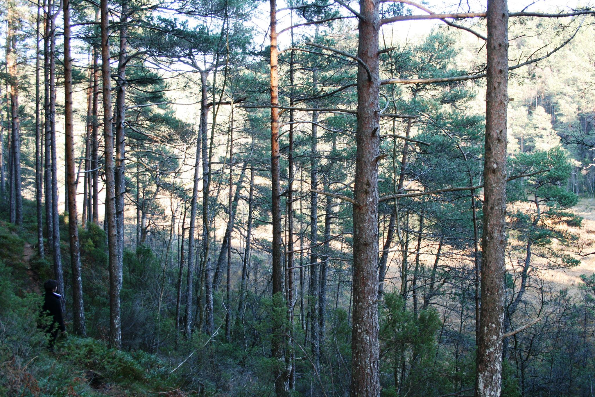 Rundtur i Myklestadskogen på Tysnes