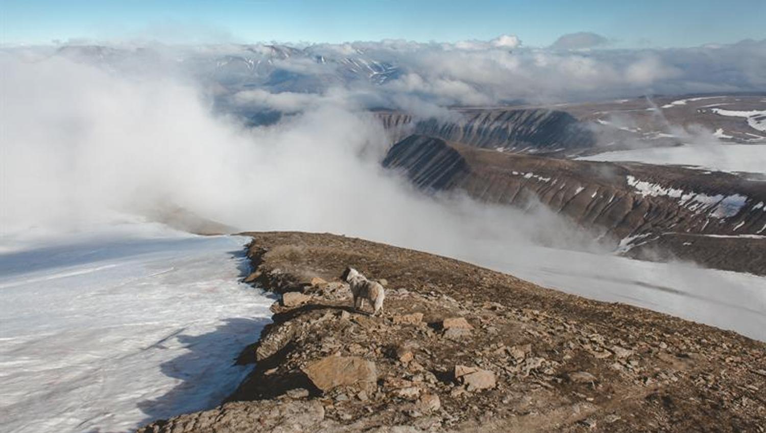 A dog standing on top of a mountain