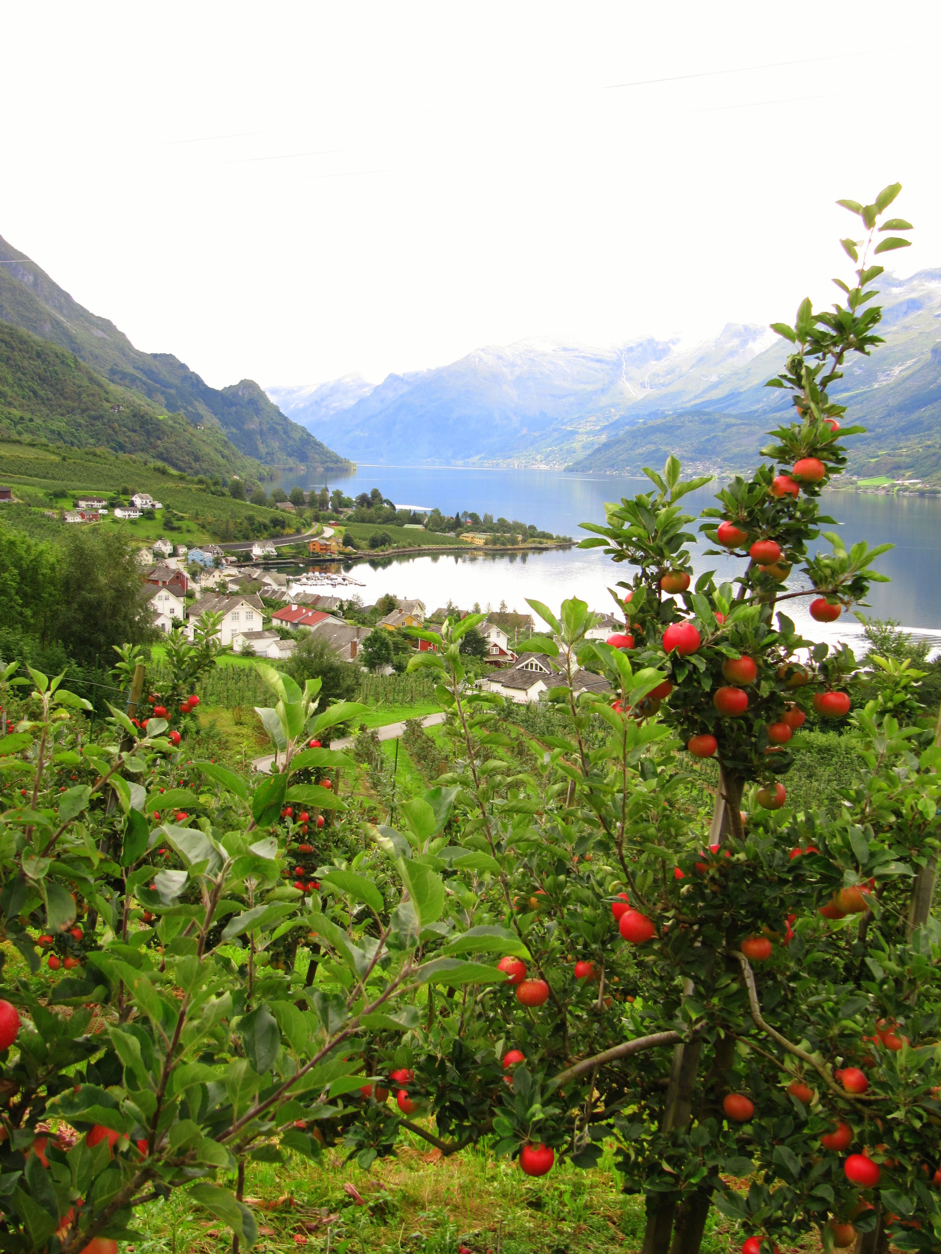 Apple orchards along the Fruit Trail in Hardanger with fjord views.