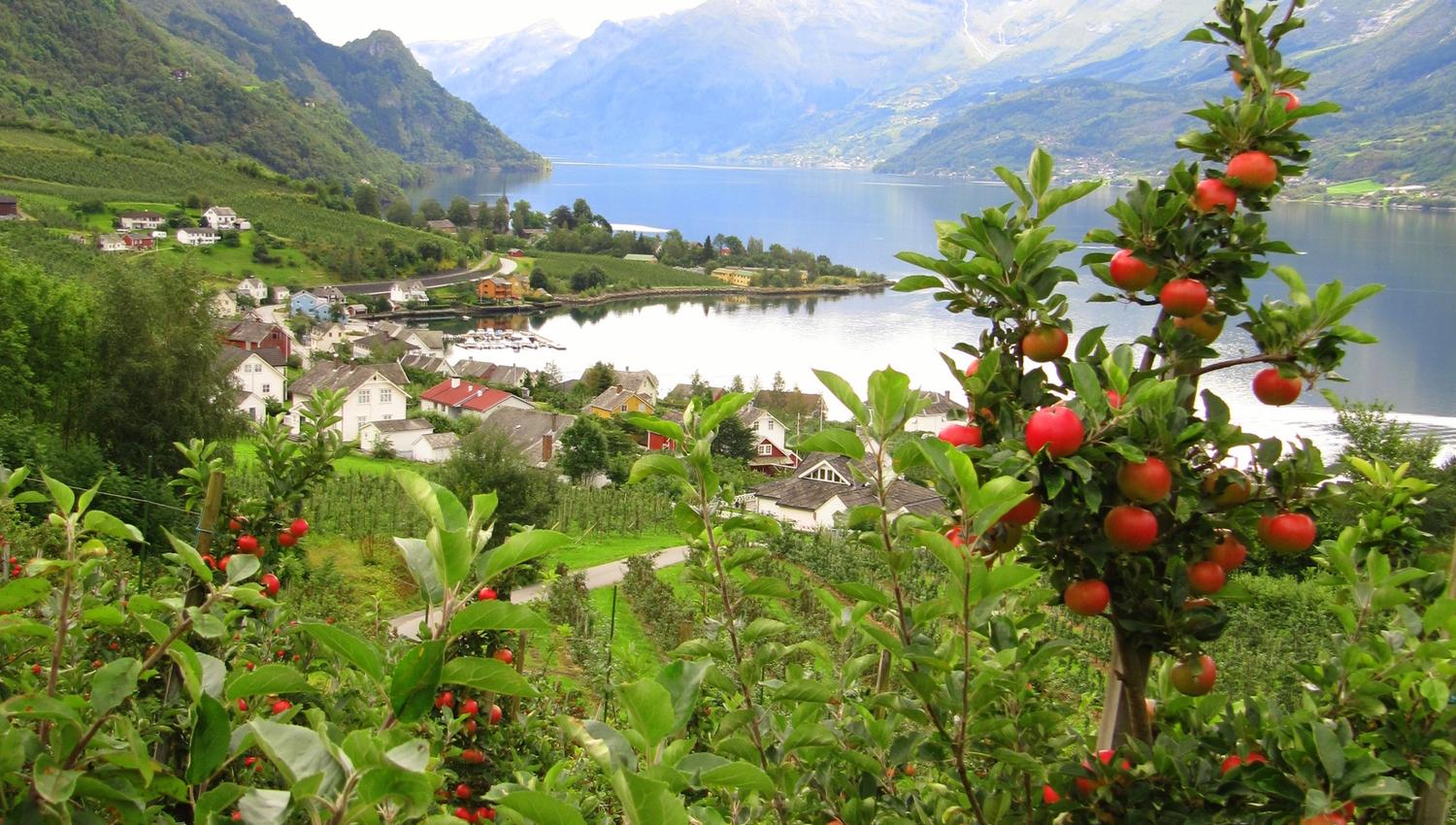 Apple orchards along the Fruit Trail in Hardanger with fjord views.