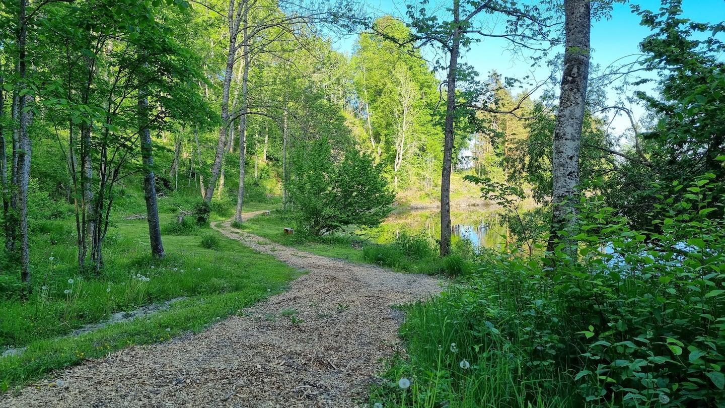 Sti gjennom skog