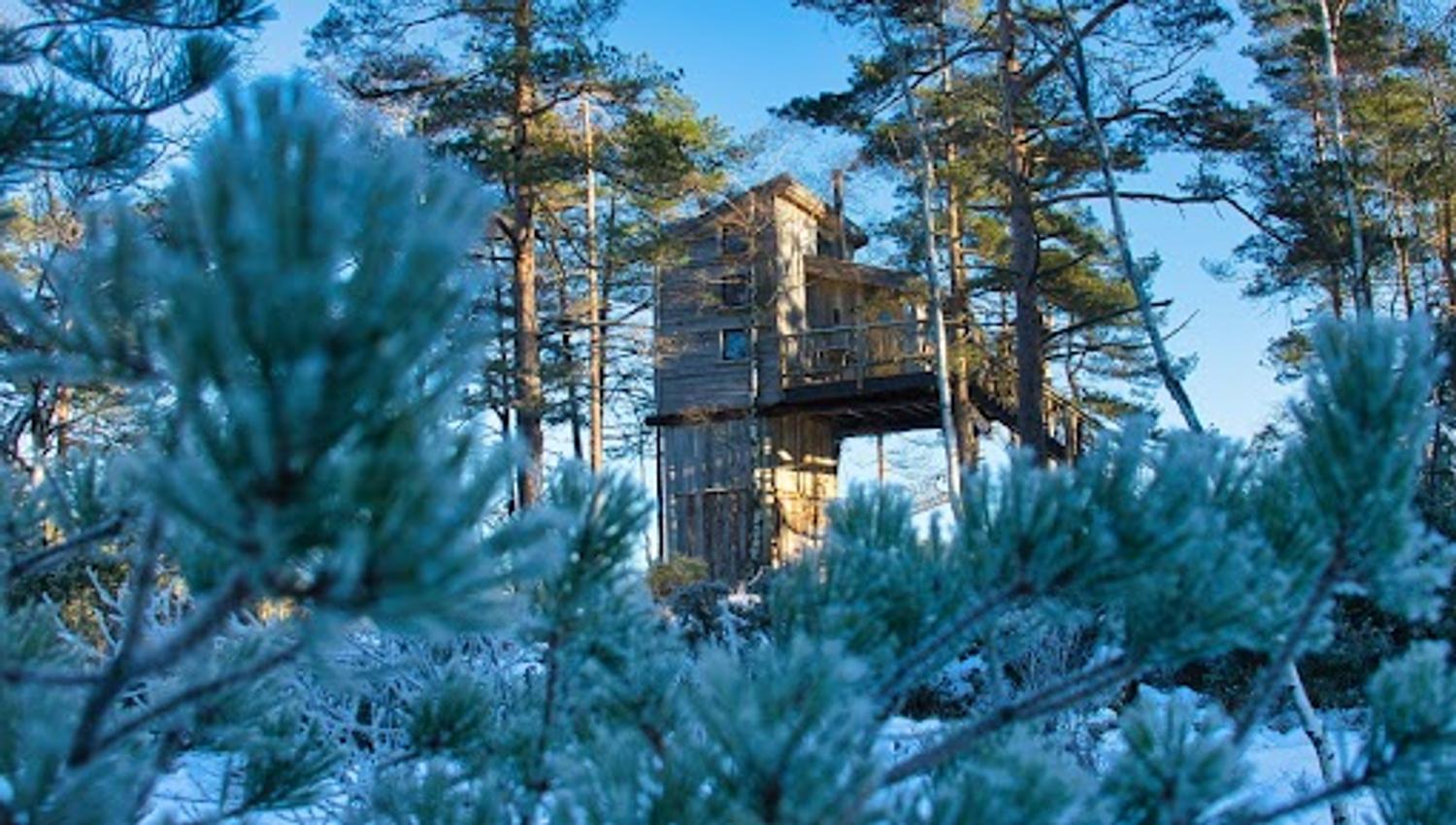 Fiddan Treetop