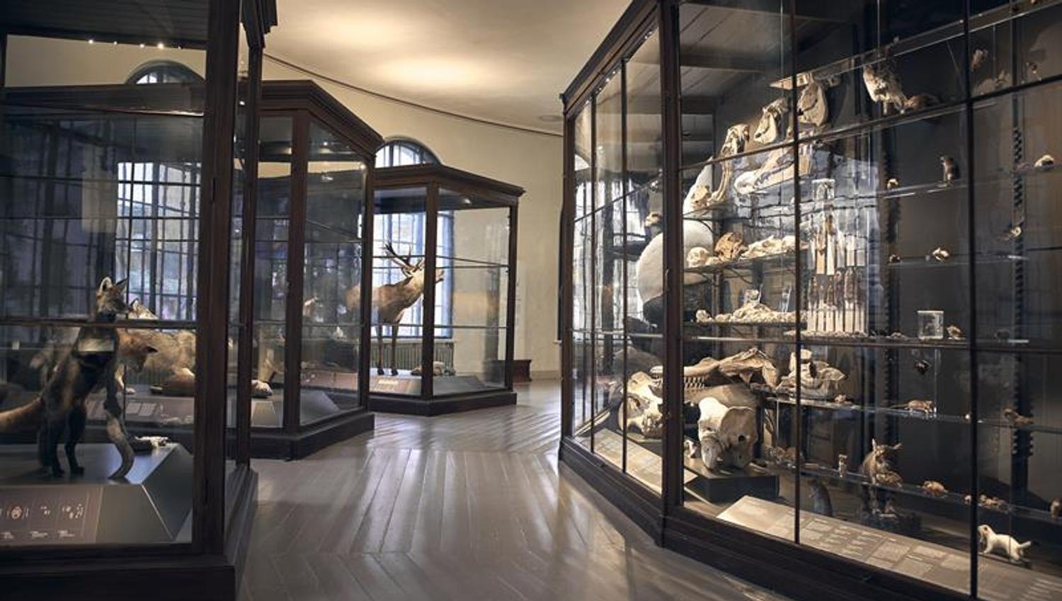 The University Museum of Bergen
