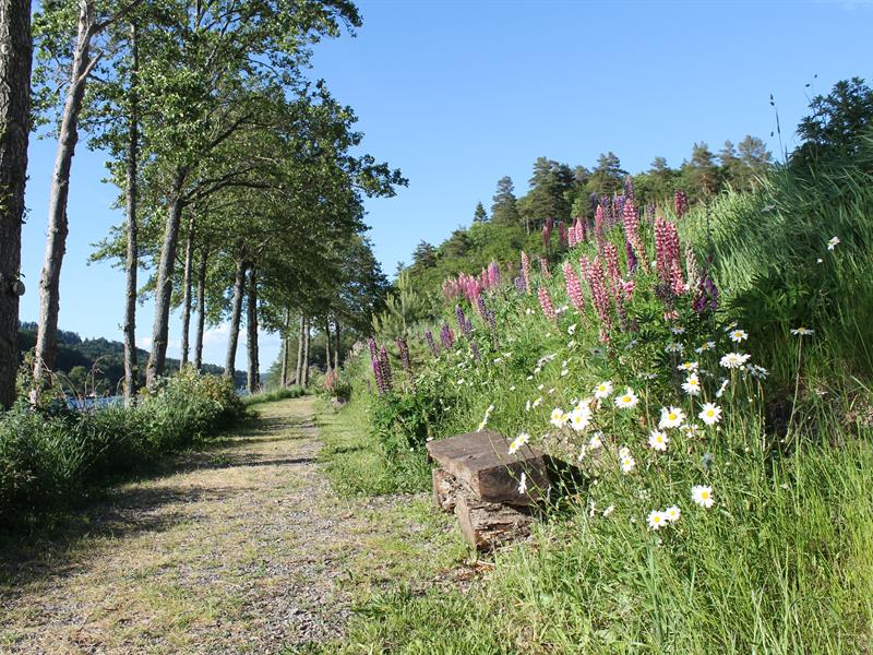 Ein schöner Weg am Wasser entlang, mit drei Bäumen in einer Reihe auf der linken Seite und einer Bank mit vielen Blumen auf der rechten Seite.