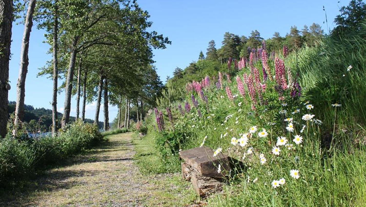 Ein schöner Weg am Wasser entlang, mit drei Bäumen in einer Reihe auf der linken Seite und einer Bank mit vielen Blumen auf der rechten Seite.