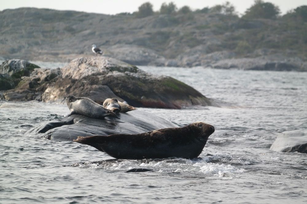 Seals at Ålekråkeskjæra