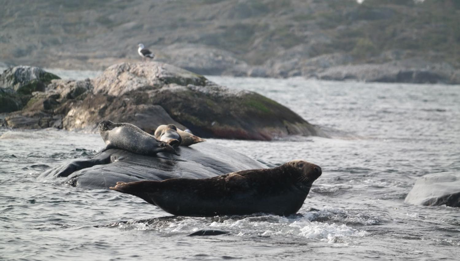 Seals at Ålekråkeskjæra