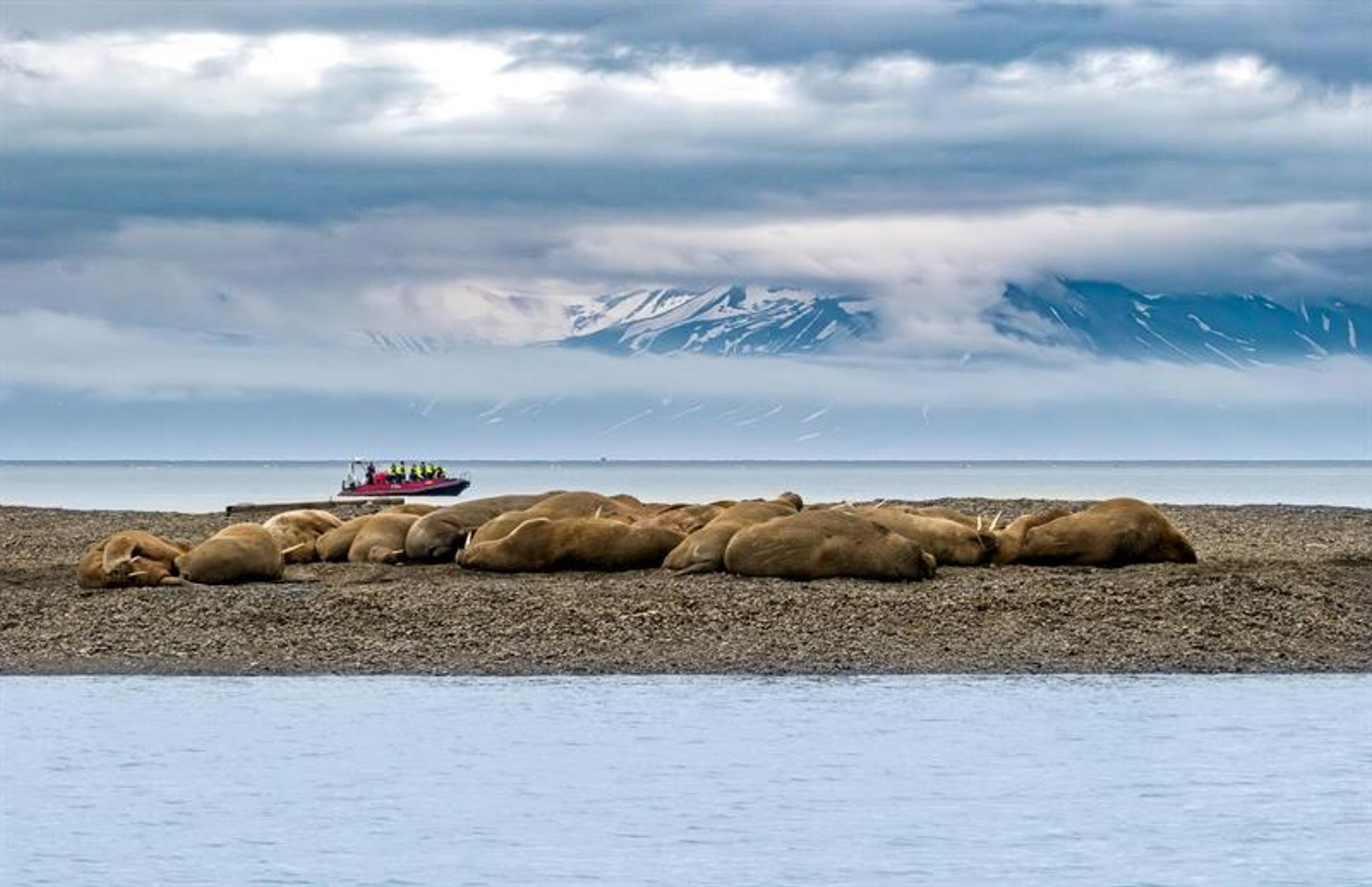 Walruses resting on a beach, with a RIB boat in the background and mountains under low clouds.