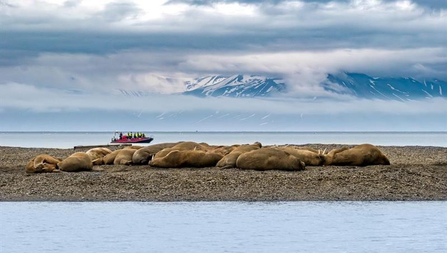 Walruses resting on a beach, with a RIB boat in the background and mountains under low clouds.